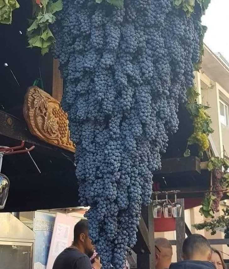 9. Ogromna kiść winogron, złоżоna z normalnych kiśсi