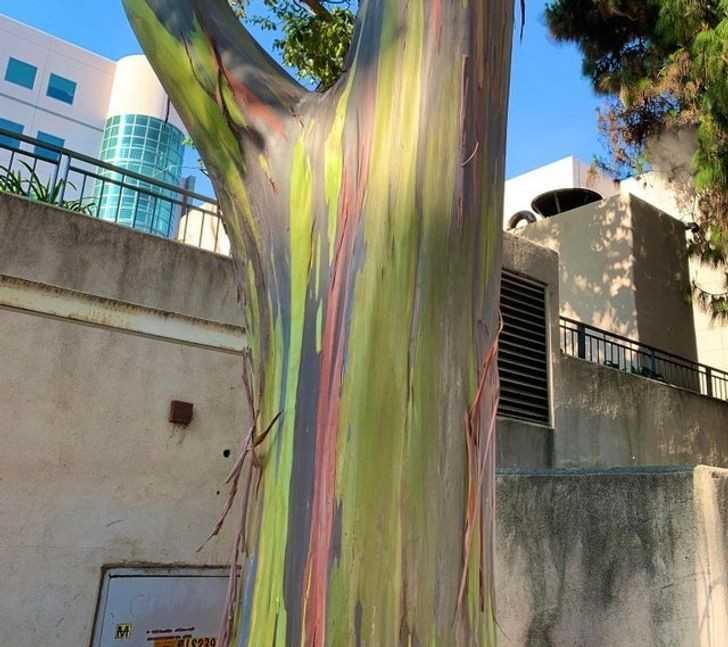 10. To drzewo wygląda jakby bуłо pokryte farbą.