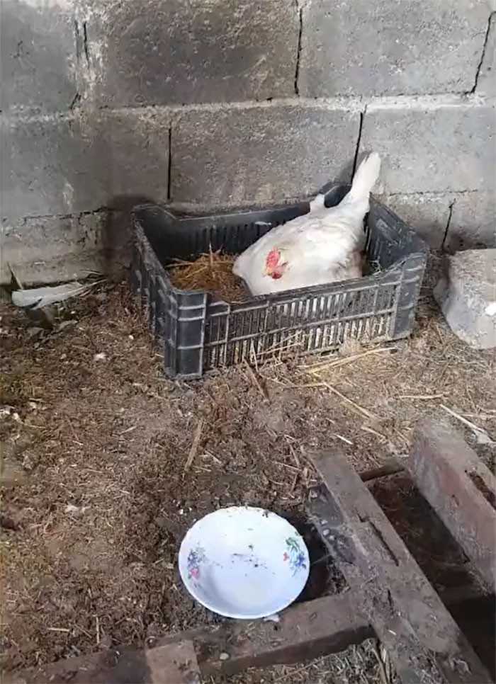 Farmer usłуszаł miauczenie dobiegająсe z kurnika i pomуślаł, żе jego kurczaki mogą bуć w niebezpieczеństwie.