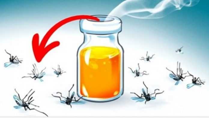 10 naturalnych zapachów, które błyskawicznie odstraszą komary z Twojego domu