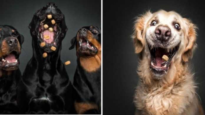 Uchwyciła miny psów próbujących złapać smakołyki. Oglądając te zdjęcia nie da się nie śmiać