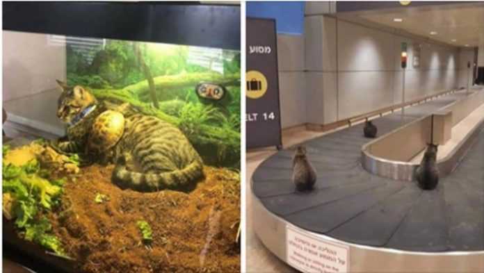 20 zabawnych zdjęć kotów, które znalazły się w miejscu, w którym nie powinny