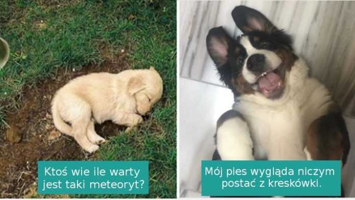 14 zdjęć pokazujących, że psy to prawdziwe uosobienie szczęścia i miłości