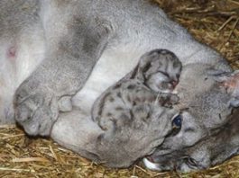 20 ciepłych zdjęć, które pokazują, że zwierzęta naprawdę wiedzą co to miłość