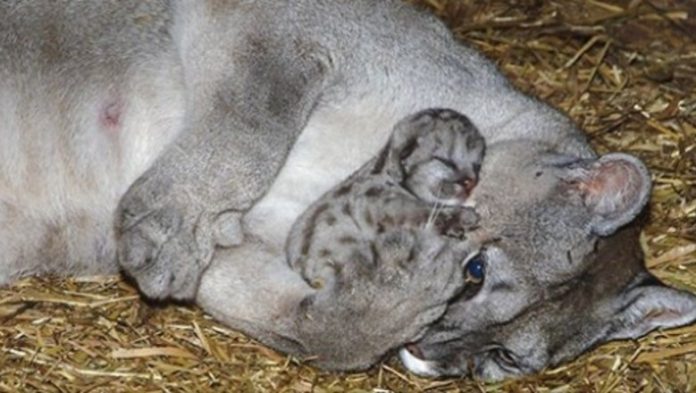 20 ciepłych zdjęć, które pokazują, że zwierzęta naprawdę wiedzą co to miłość