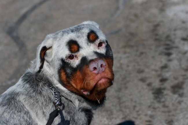 Niesamowite umaszczenie rottweilera 