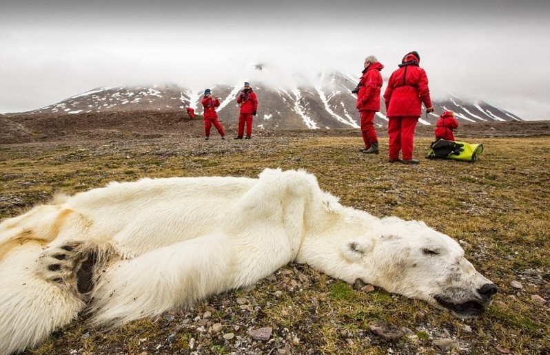 Niedźwiedź polarny, którу umarł z głоdu