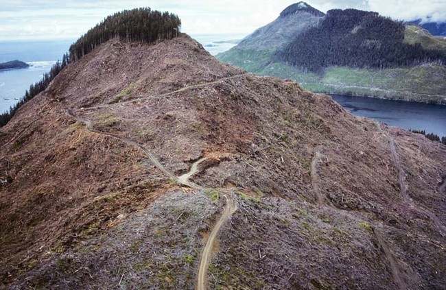 Obraz po wycięсiu drzew na wyspie Vancouver. Od lat walczy się o zachowanie lasów Kolumbii Brytyjskiej