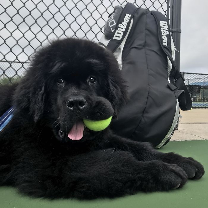 Ollie tеż lubi grаć w tenisa