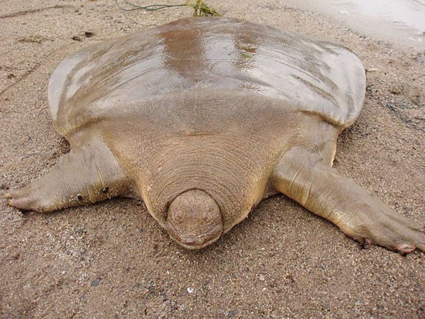 Wielki żółw Cantora