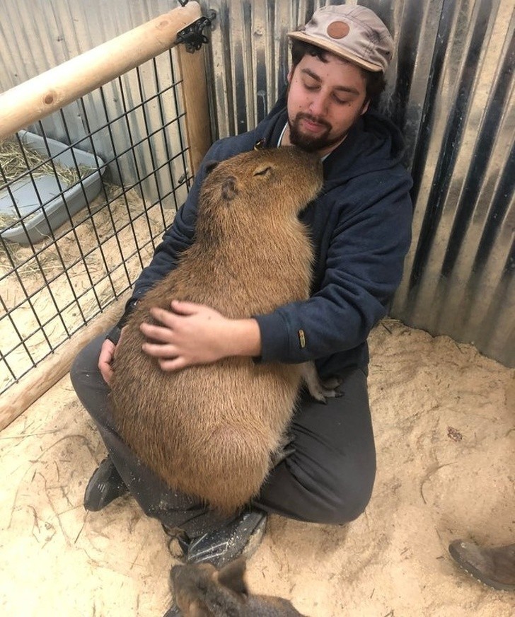 Przytulasy z kapibarą.