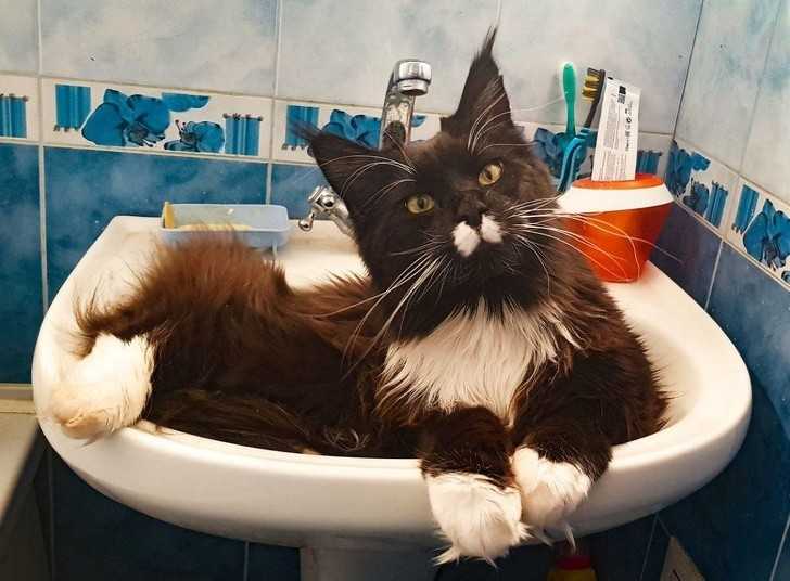 Mój kot gdy biorę prysznic 