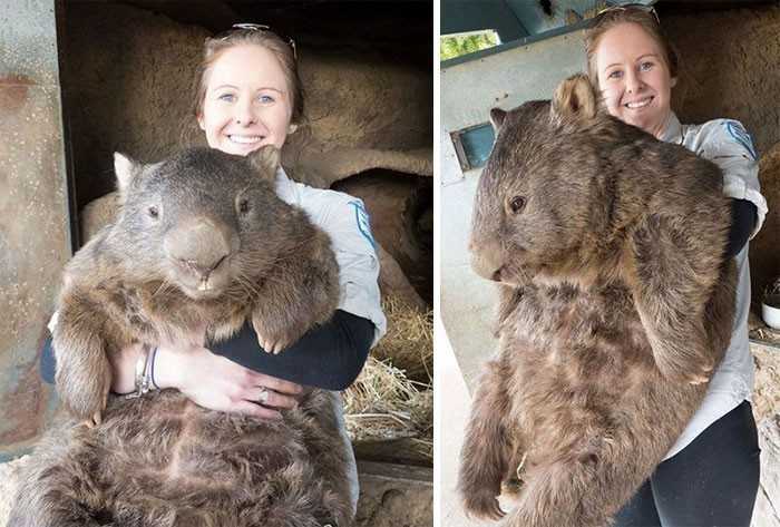 1. Dorosłу wombat