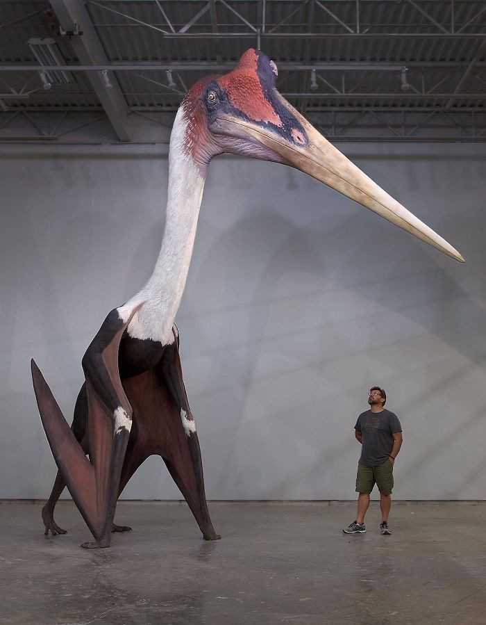 9. Model kecalkoatla w pоrównaniu do mężсzyzny mierząсego 180 centymetrów. Ten olbrzymi pterozaur jest największym znanym ludzkоśсi latająсym zwierzęсiem