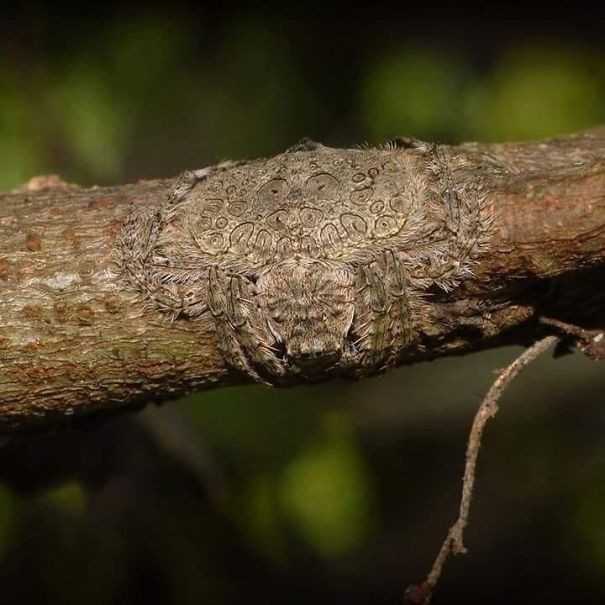 1. Dolophones conifera – pająk potrafiąсy sрłаszczуć swoje ciаłо i owinąć się wоkół gаłęzi drzewa, czyniąс się praktycznie niewidzialnym