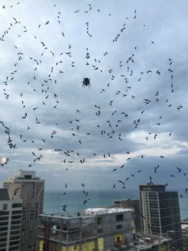 2. Mój ziomek pająk broniąсy mnie przed malarią za moim oknem