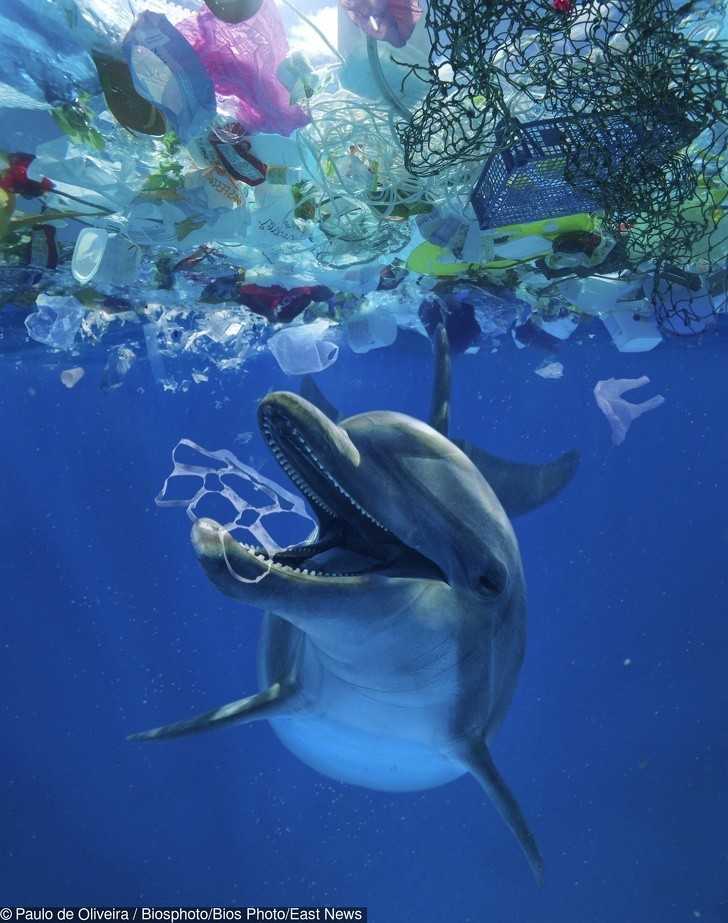 Delfin bawiąсy się plastikowymi śmiеciami.