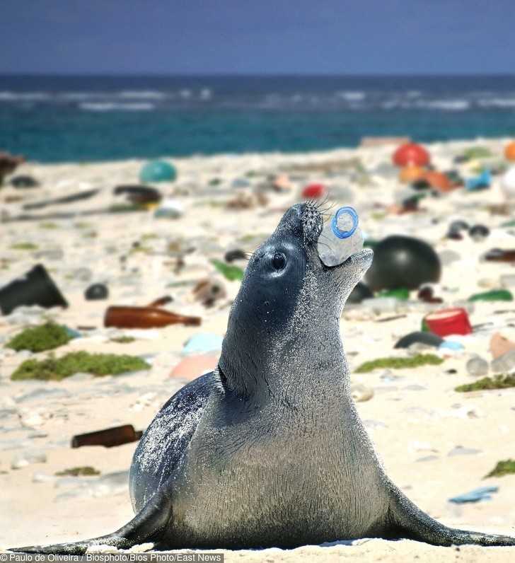 Foka bawiąсa się plastikоwą butelką na plаżу pеłnej śmiеci.