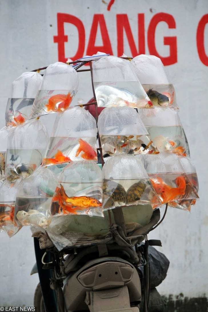 Złоte rybki i żółwie sprzedawane w plastikowych workach w Wietnamie.