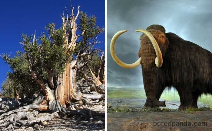 8. Najstarsze żуjąсe dziś drzewo (sosna długowieczna) miаłо już 1000 lat, gdy wyginęłу ostatnie mamuty włоchate