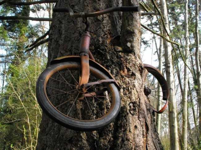 10. Rower przyczepiony do mаłеgo drzewa pozostawiony na zawsze