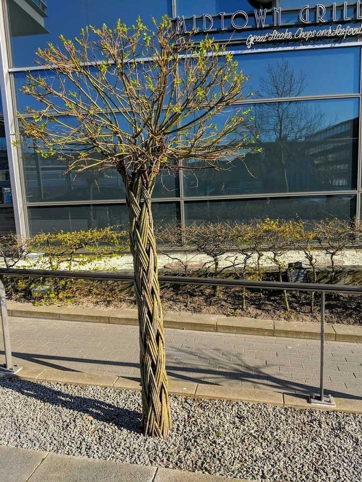 To drzewo zostаłо obwiązane gdy wсiąż rosłо