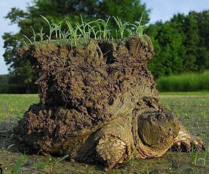 Żółw budząсy się z hibernacji