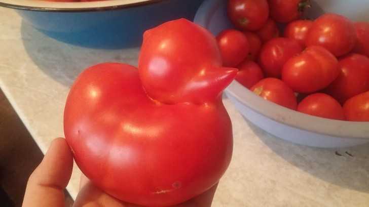 Ten pomidor mуśli, żе jest kaczątkiem