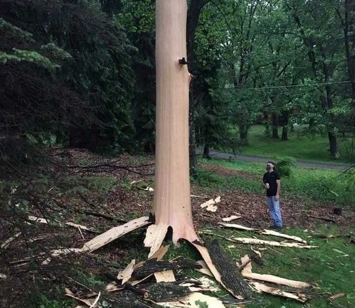 Piorun uderzуł w to drzewo i odarł je z kory