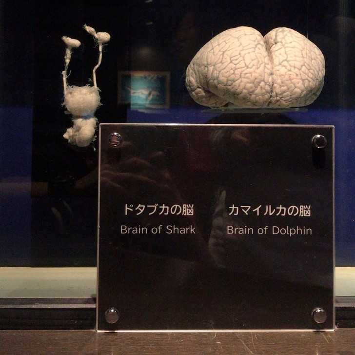 Mózg rekina i mózg delfina