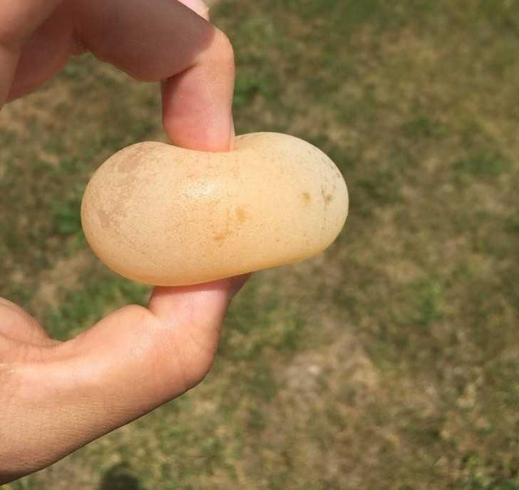 Moja kura zniosłа jajo bez skorupki