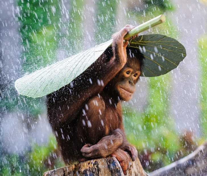 Malutki szympans znalazł schronienie przed deszczem