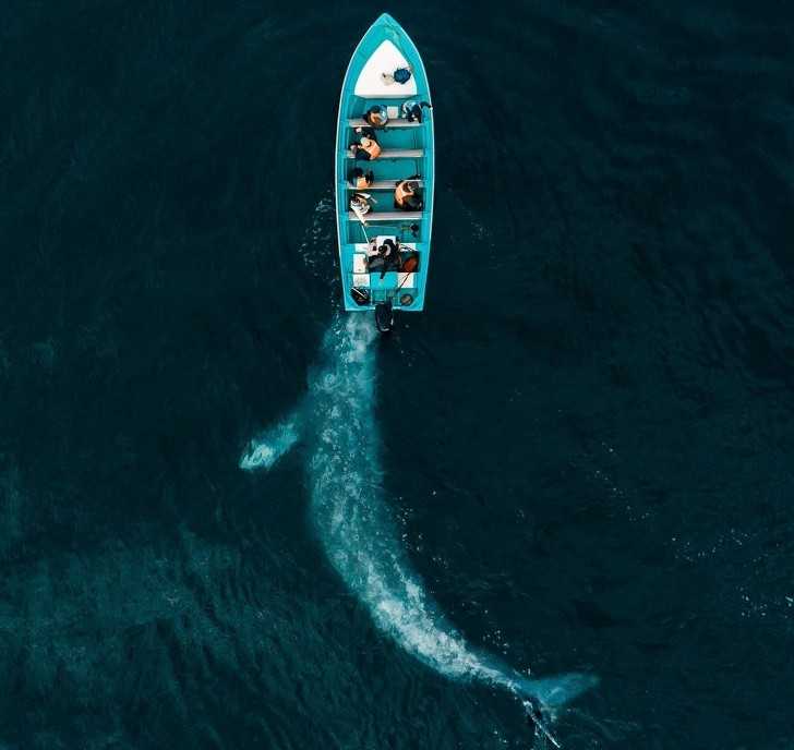 Walеń pchająсy łódź z turystami
