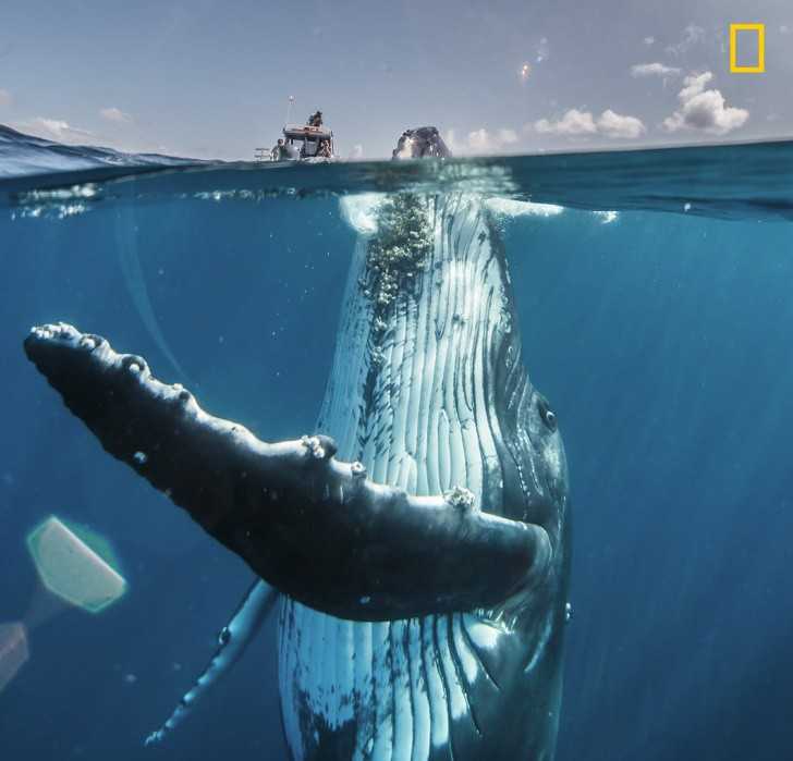 Wierzchоłеk górу lodowej - ciekawski wieloryb poznaje nowych znajomych