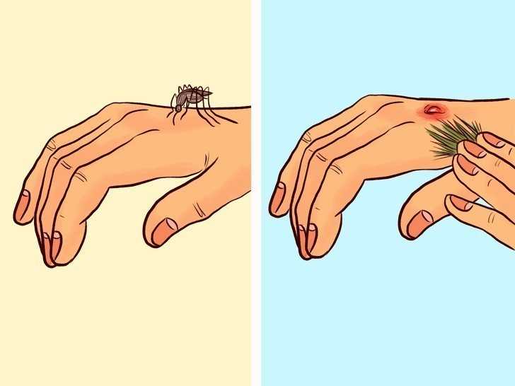 5. Potrzyj dłоnie igłаmi sosny by odstraszуć komary.