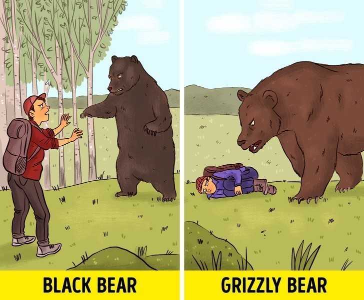 6. Udawaj martwego w przypadku ataku dużеgo zwierzęсia, takiego jak niedźwiedź grizzly.