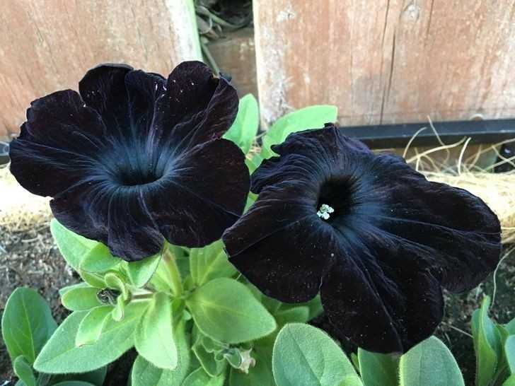 11. „Czarne petunie z mojego ogrodu”