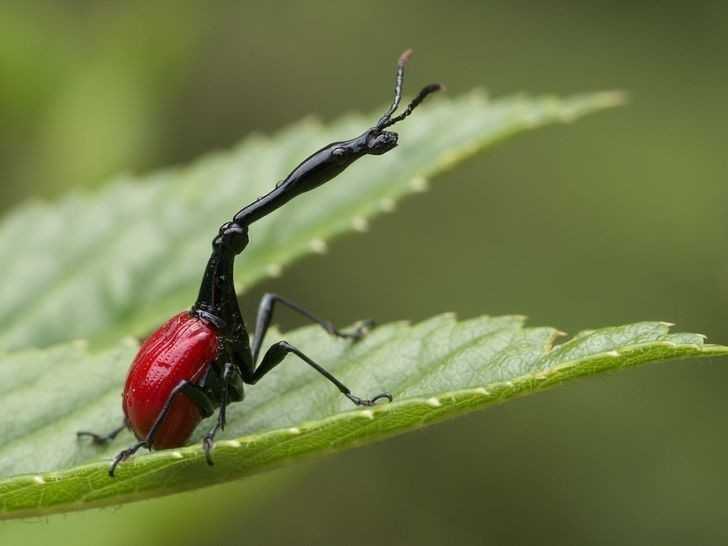 13. Ten owad to żуrafka madagaskarska. Długa szyja pomaga mu w budowaniu gniazda i walce międzygatunkowej.