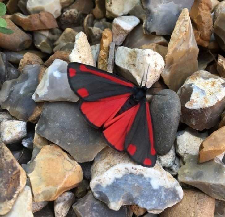 6. Proporzyca marzymłódka – motyl o niezwykłуm ubarwieniu