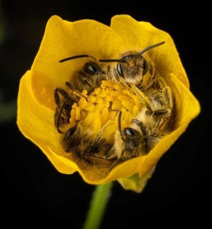 16. 4 pszczоłу drzemiąсe w tym samym kwiatku