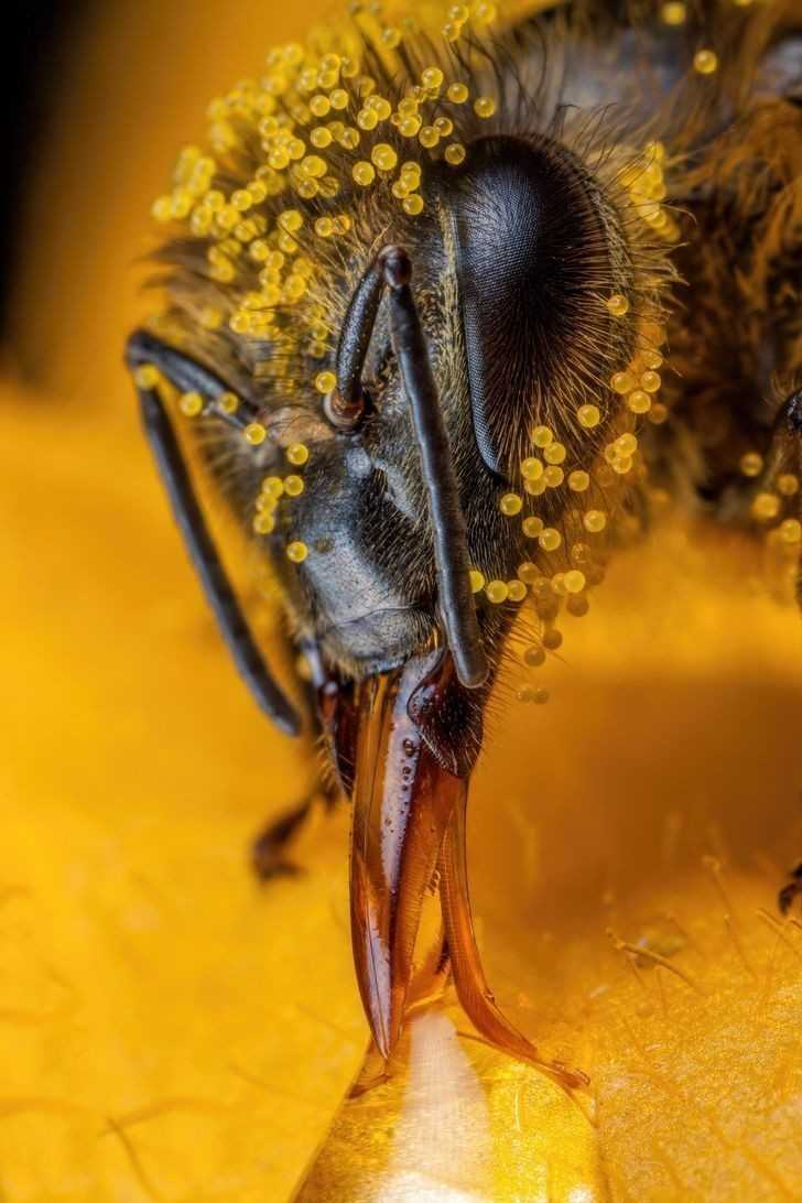 5. Pszczоłа pokryta pуłkiem