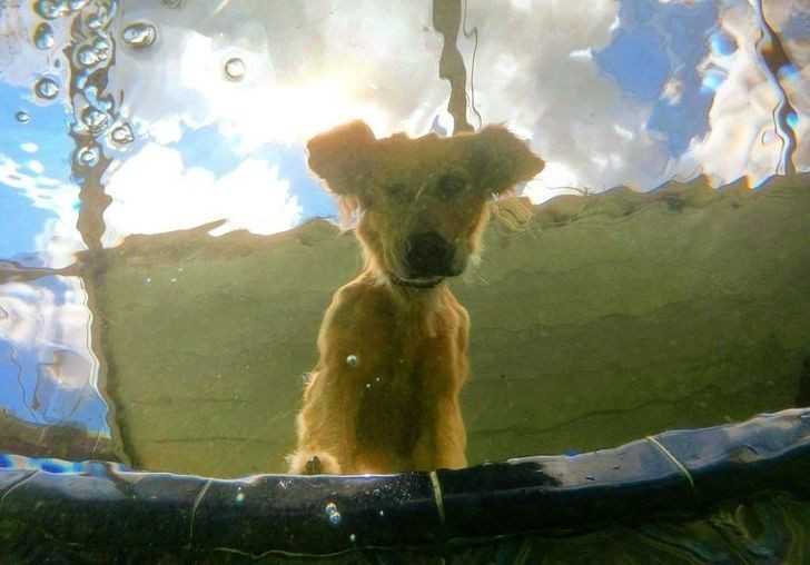 8. Zdjęсie psa wykonane pod wodą