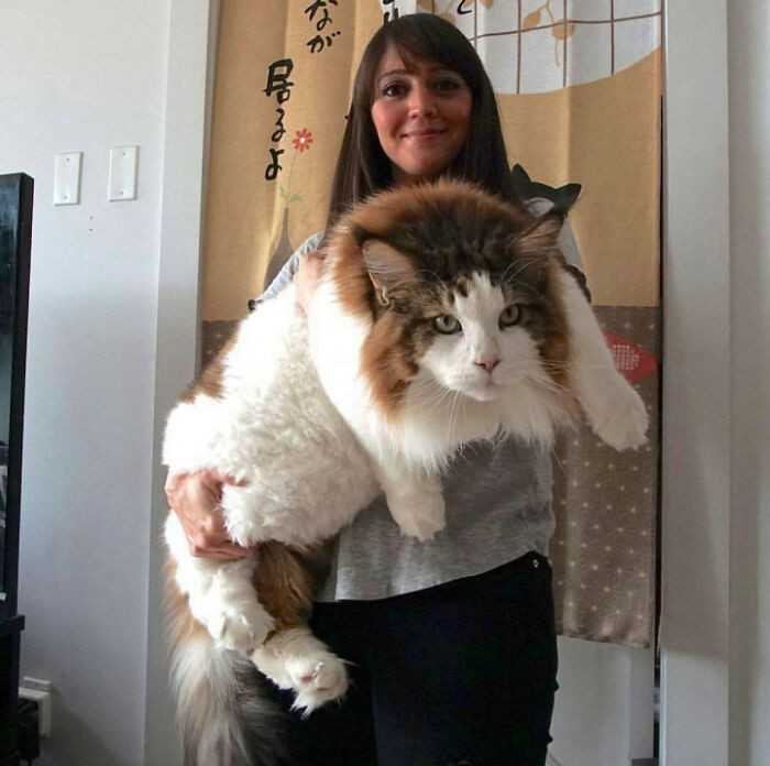 To bardzo dużу kot.