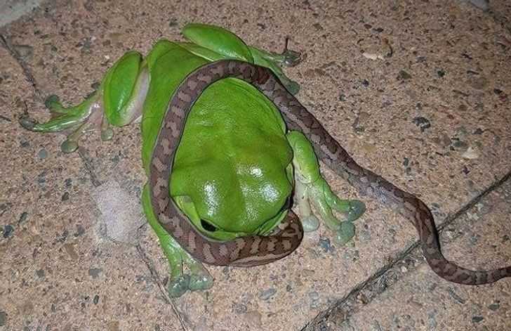13. Wiesz, żе jestеś w Australii, gdy widzisz żаbę zjadająсą wężą.