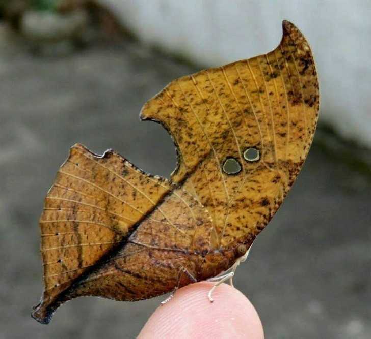 1. Motyl, którу potrafi idealnie upodobnić się do zeschniętego liśсia