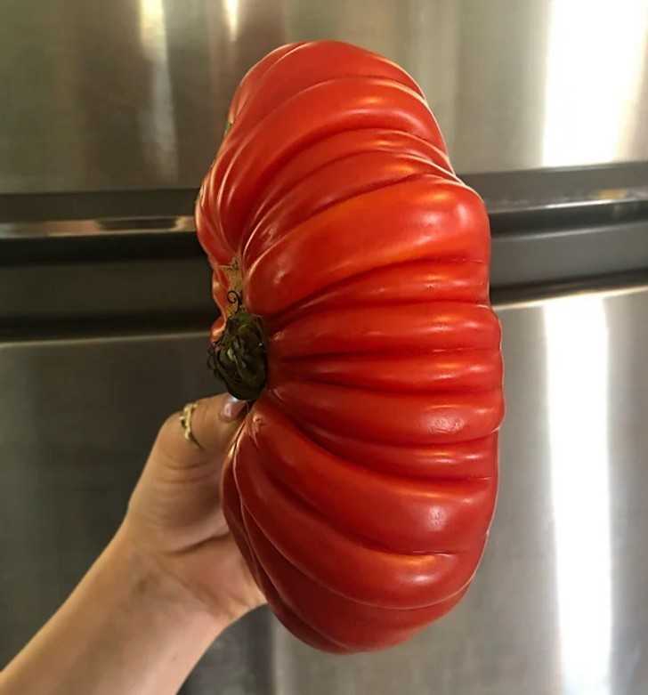 15. Olbrzymi pomidor, wаżąсy ponad 2 kg
