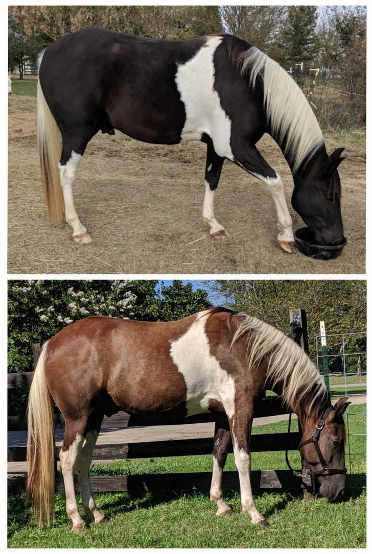 16. Różnica w kolorze sierśсi konia podczas lata i zimy