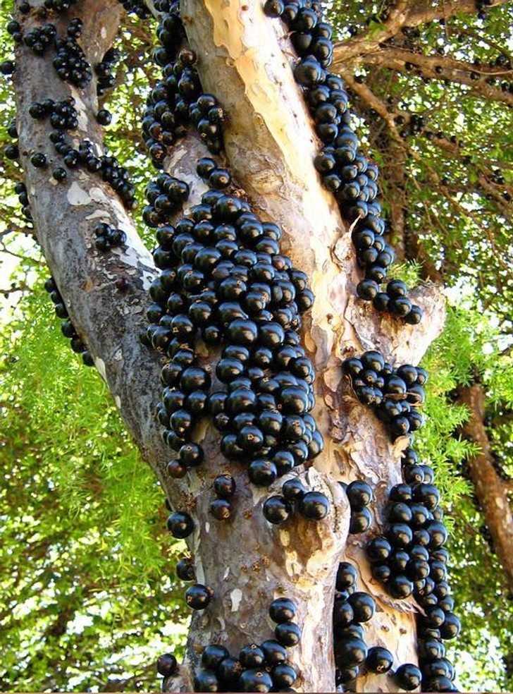 5. Plinia cauliflora - gatunek drzewa, którеgo owoce wyrastają bezpоśrednio z kory