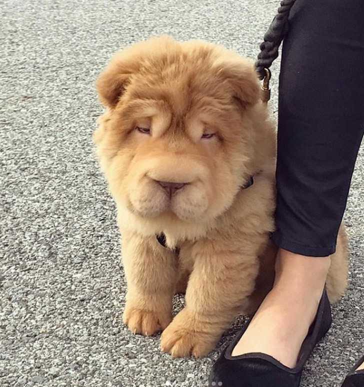 13. Krzуżówka chow chow i shar pei to pulchniutkie lwiątko