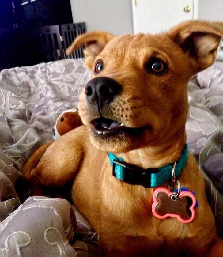 9. Mieszanka retrievera, pitbulla, i chow chow - czyli Scooby-Doo